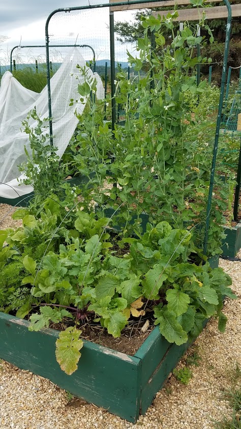Mixed cool season crops and peas