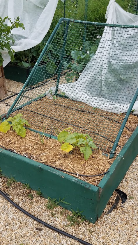 Delicata squash and bush beans