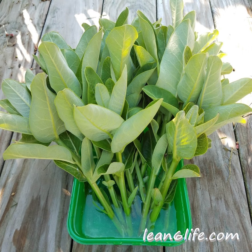 Harvested milkweed shoots