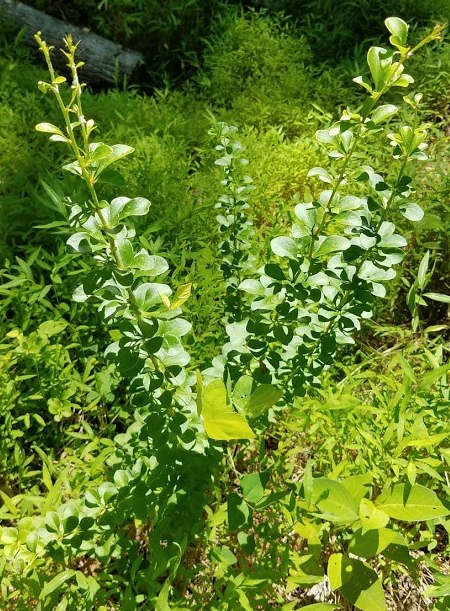 Japanese barberry