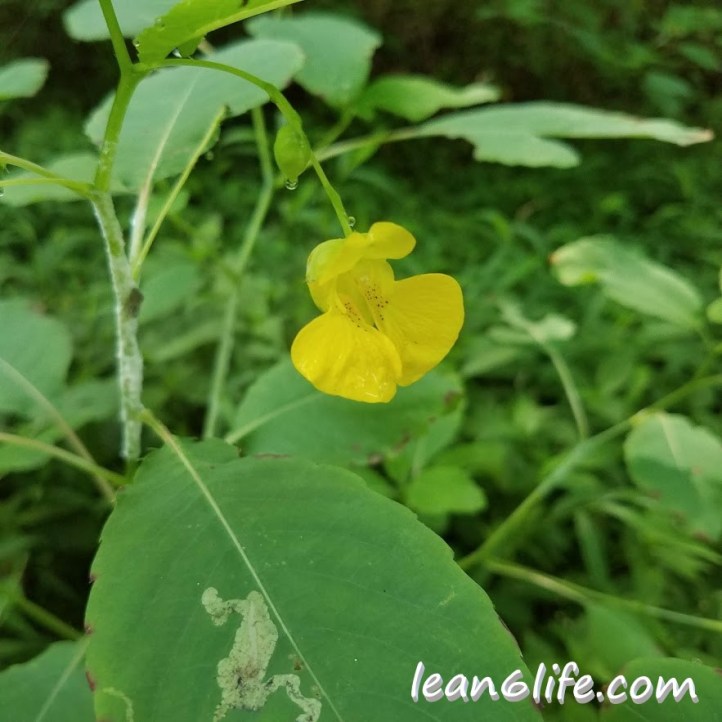Jewelweed