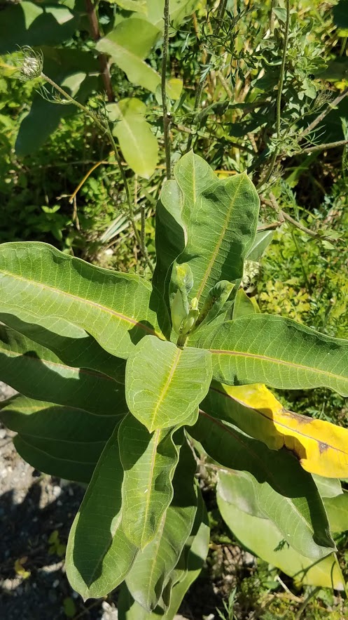 Milkweed