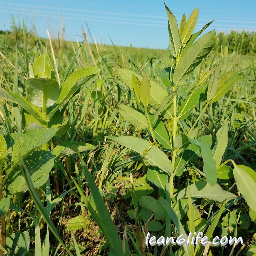 Tasty milkweed (left) versus toxic dogbane (right)