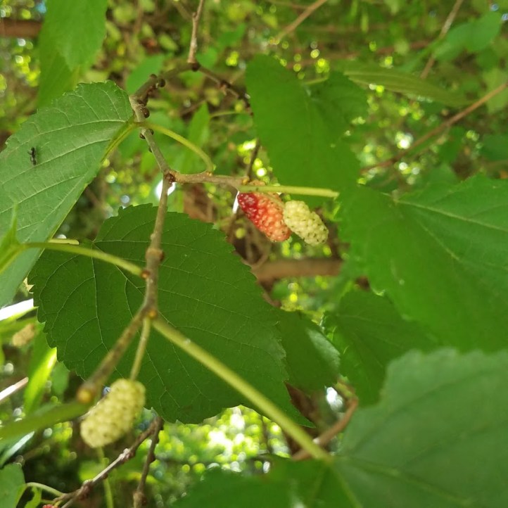Mulberries