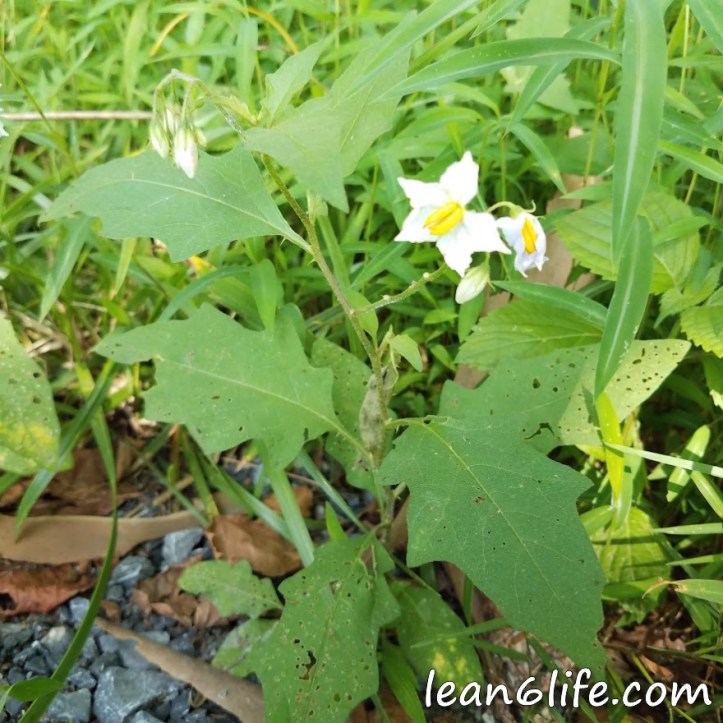 not_black_nightshade