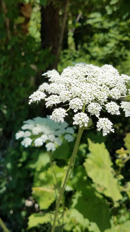 Queen Anne's lace