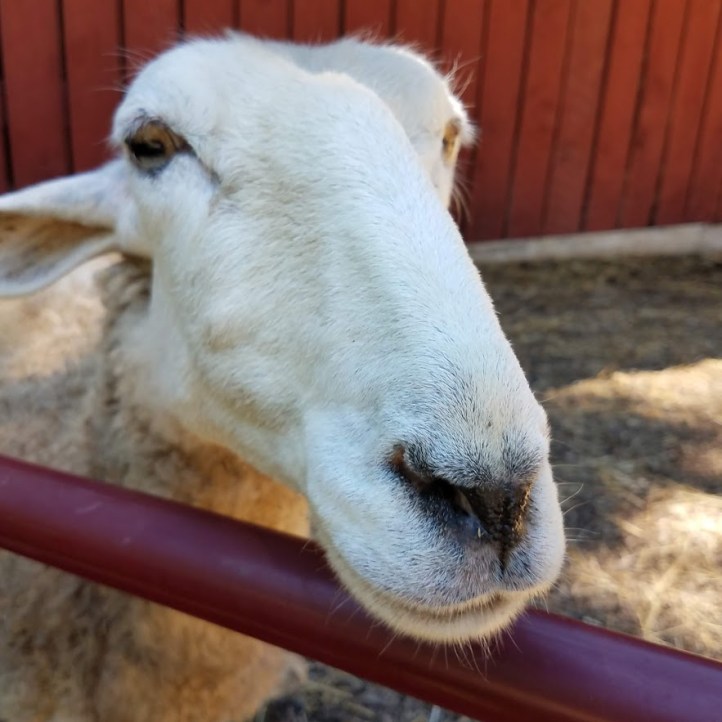 The friendliest of Janet's sheep