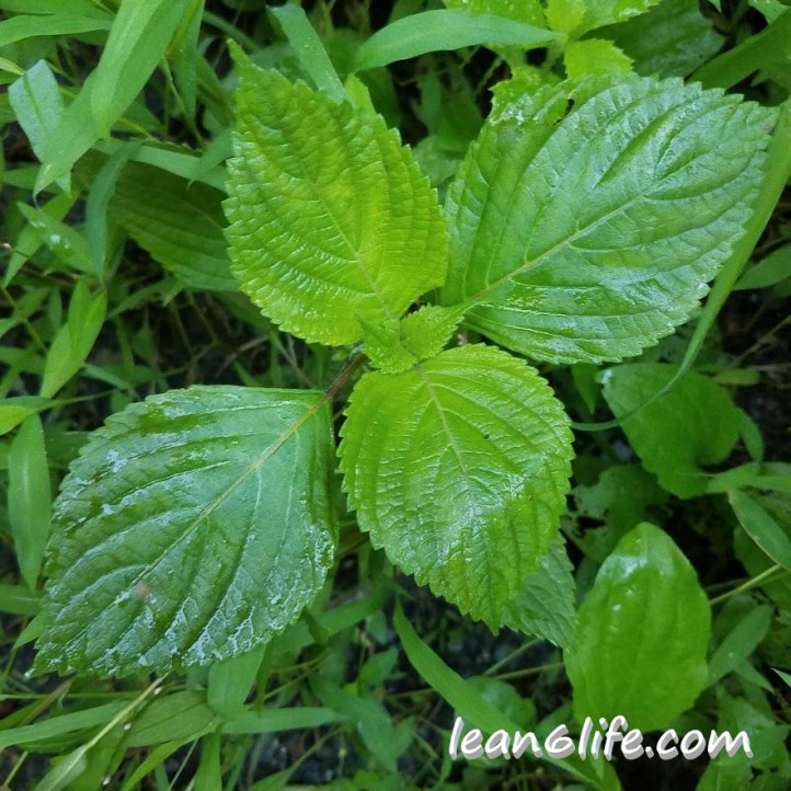 Shiso, aka Beefsteak, aka Perilla