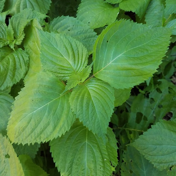 Shiso (aka beefsteak, aka perilla)