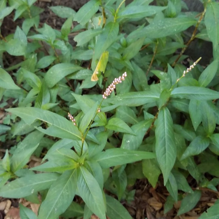 Smartweed - edibility unknown