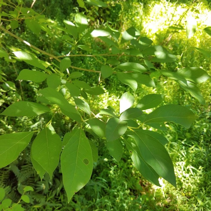 Spicebush