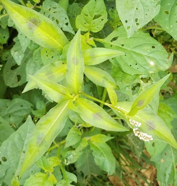 Spotted lady's thumb for comparison