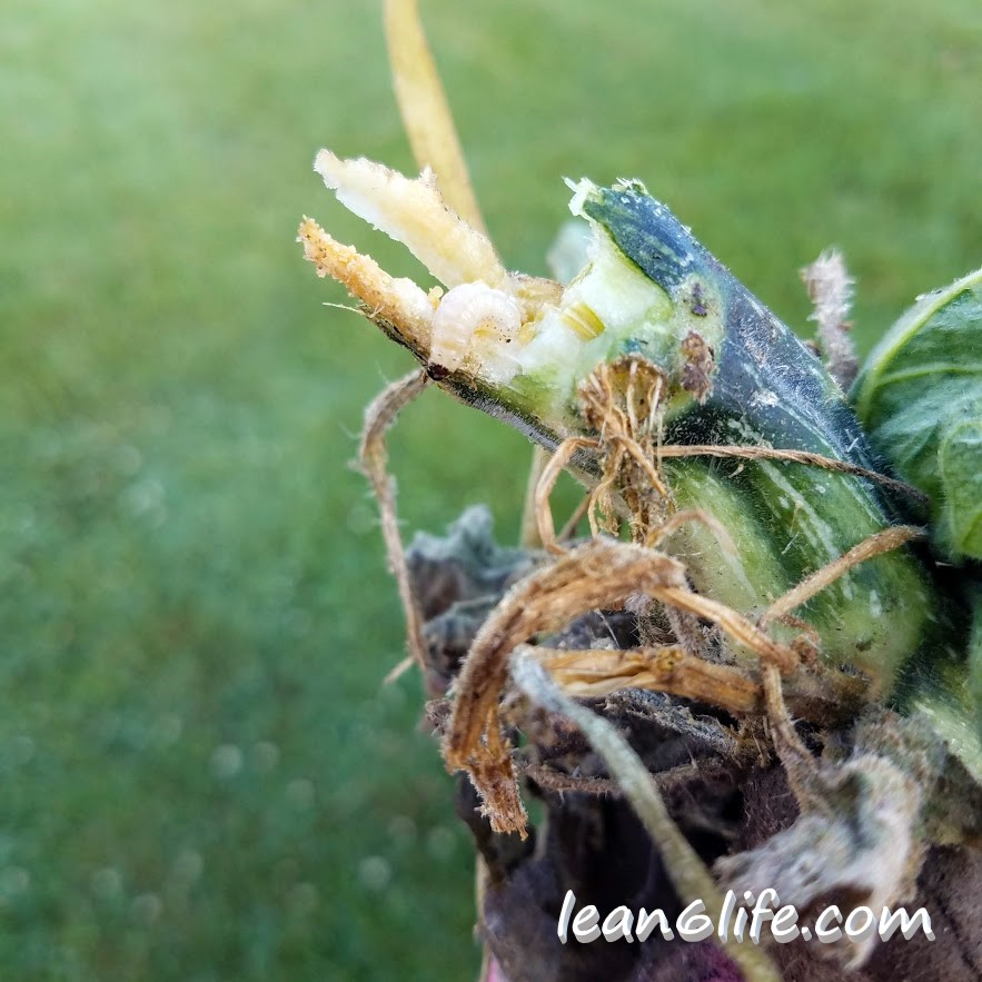 Squash Vine Borer caterpillar, caught in the act.