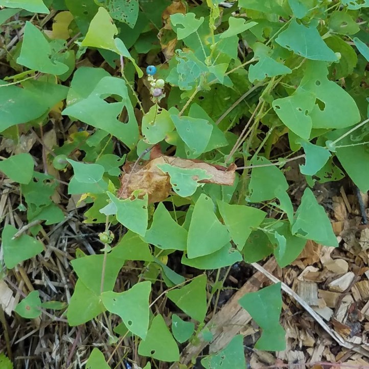 Tearthumb sprawling over the ground