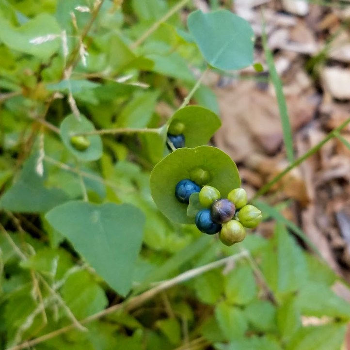 Tearthumb berries