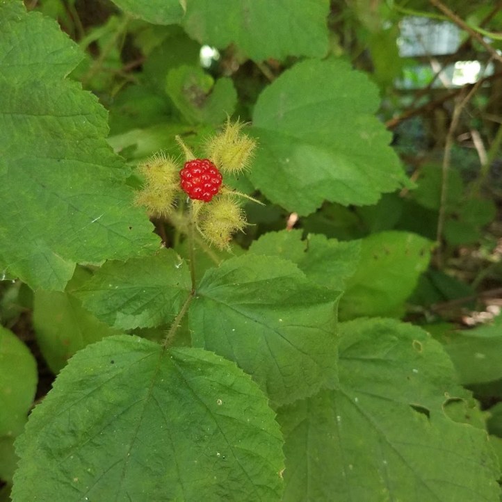 The bright red-orange of a ripe wineberry