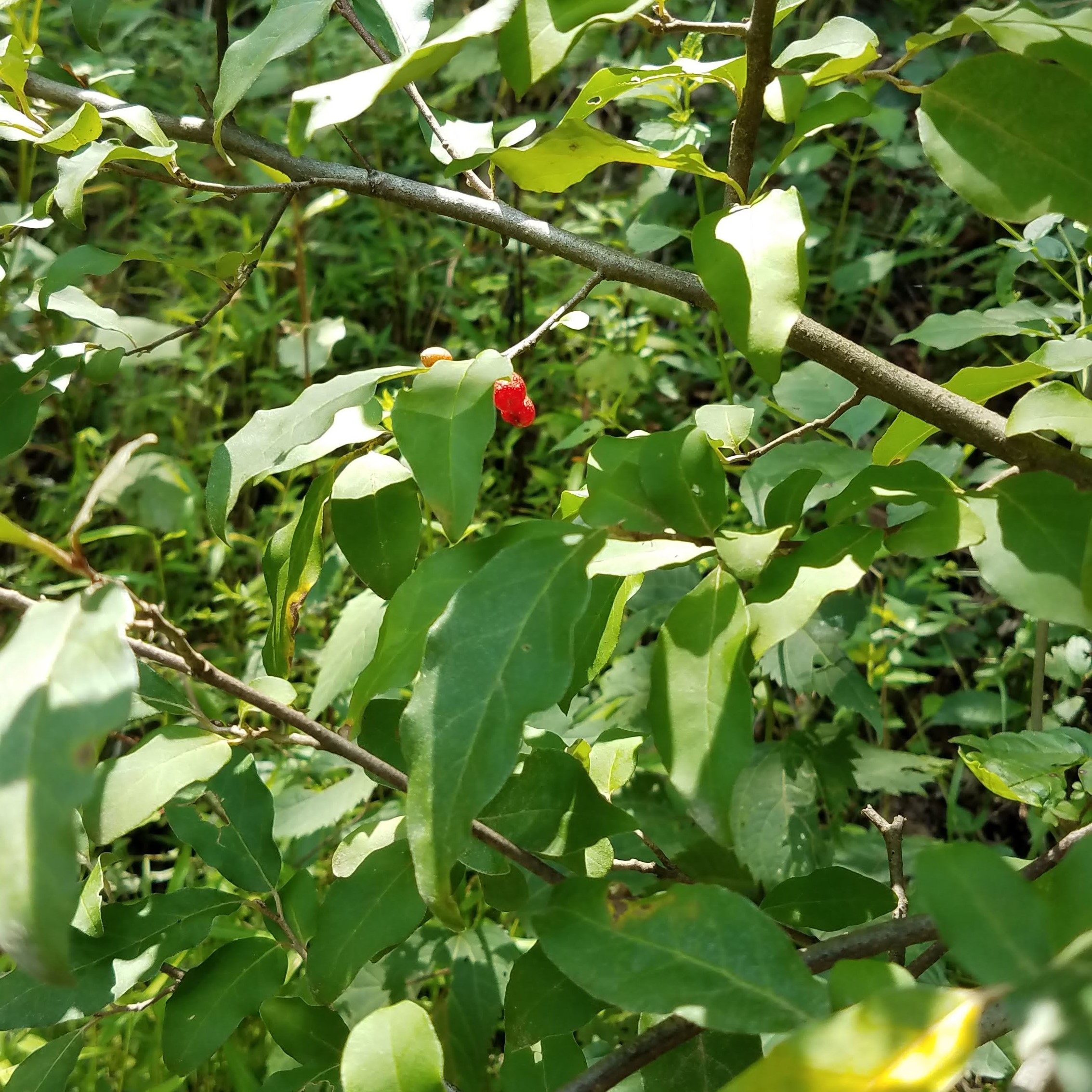 Autumn olive berries