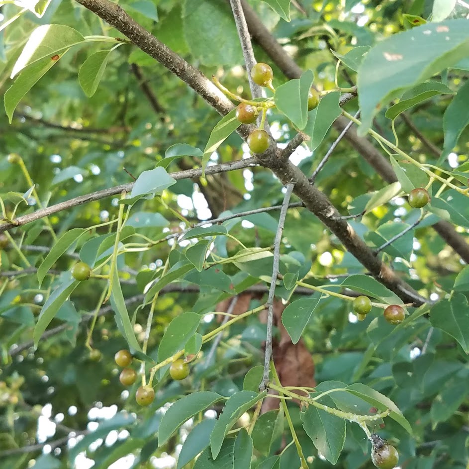 Black cherries, mid-July - still have a while until they will be ripe