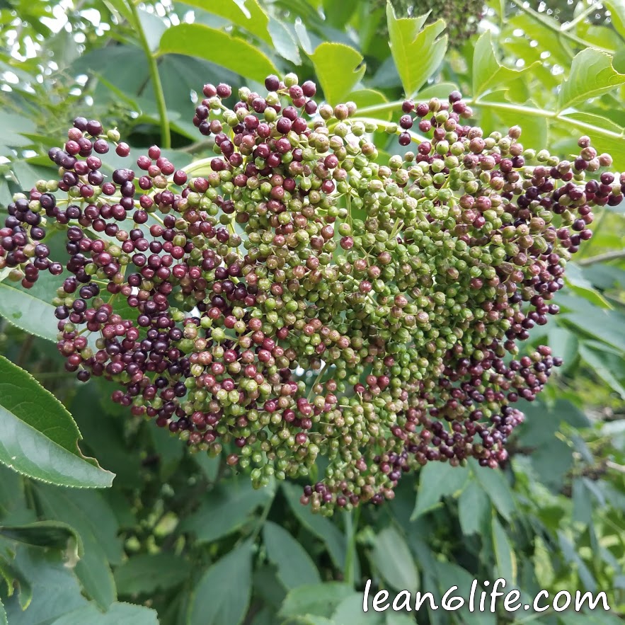 This cluster of elderberries is not ready to harvest