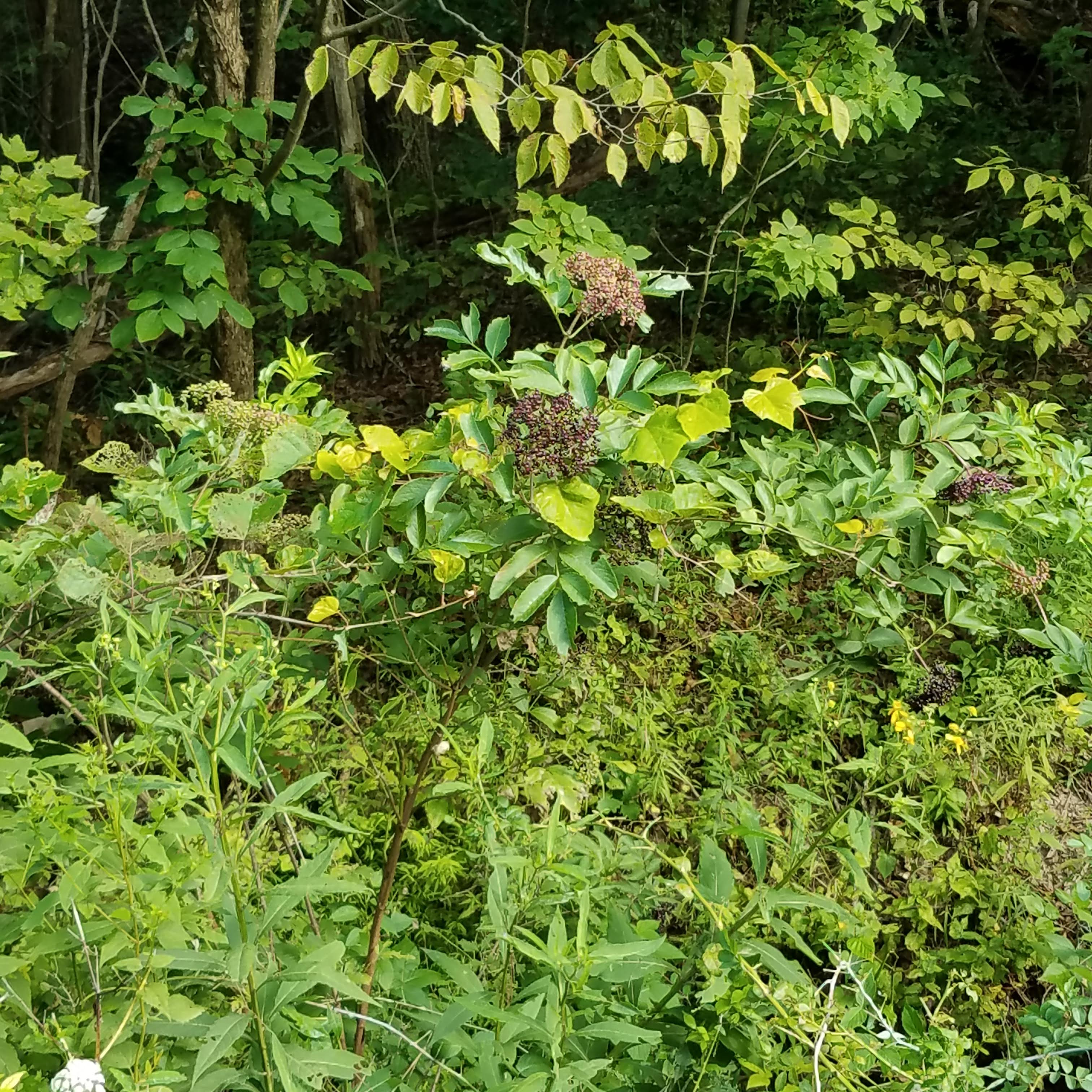 Roadside elderberry