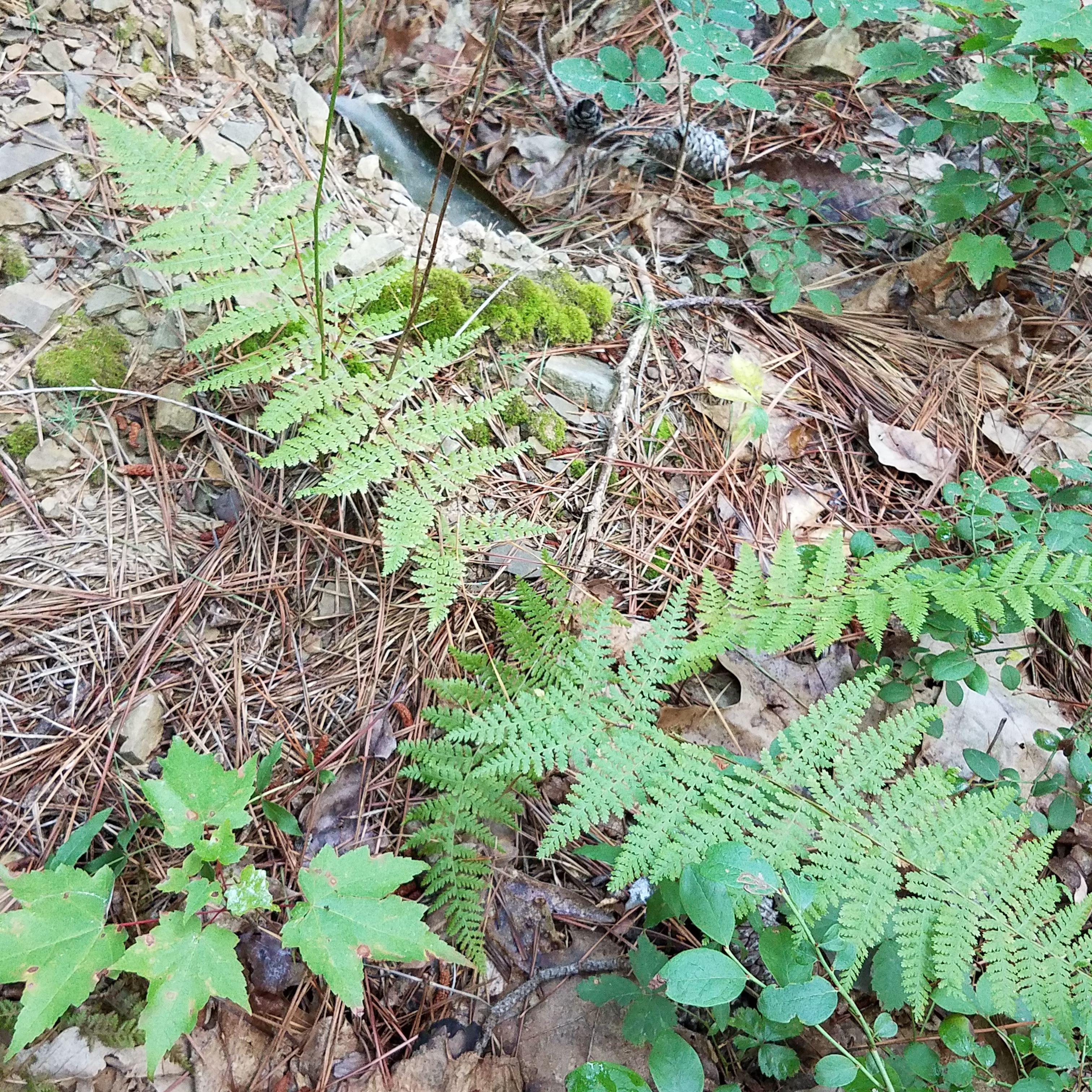 Ferns... maybe fiddleheads