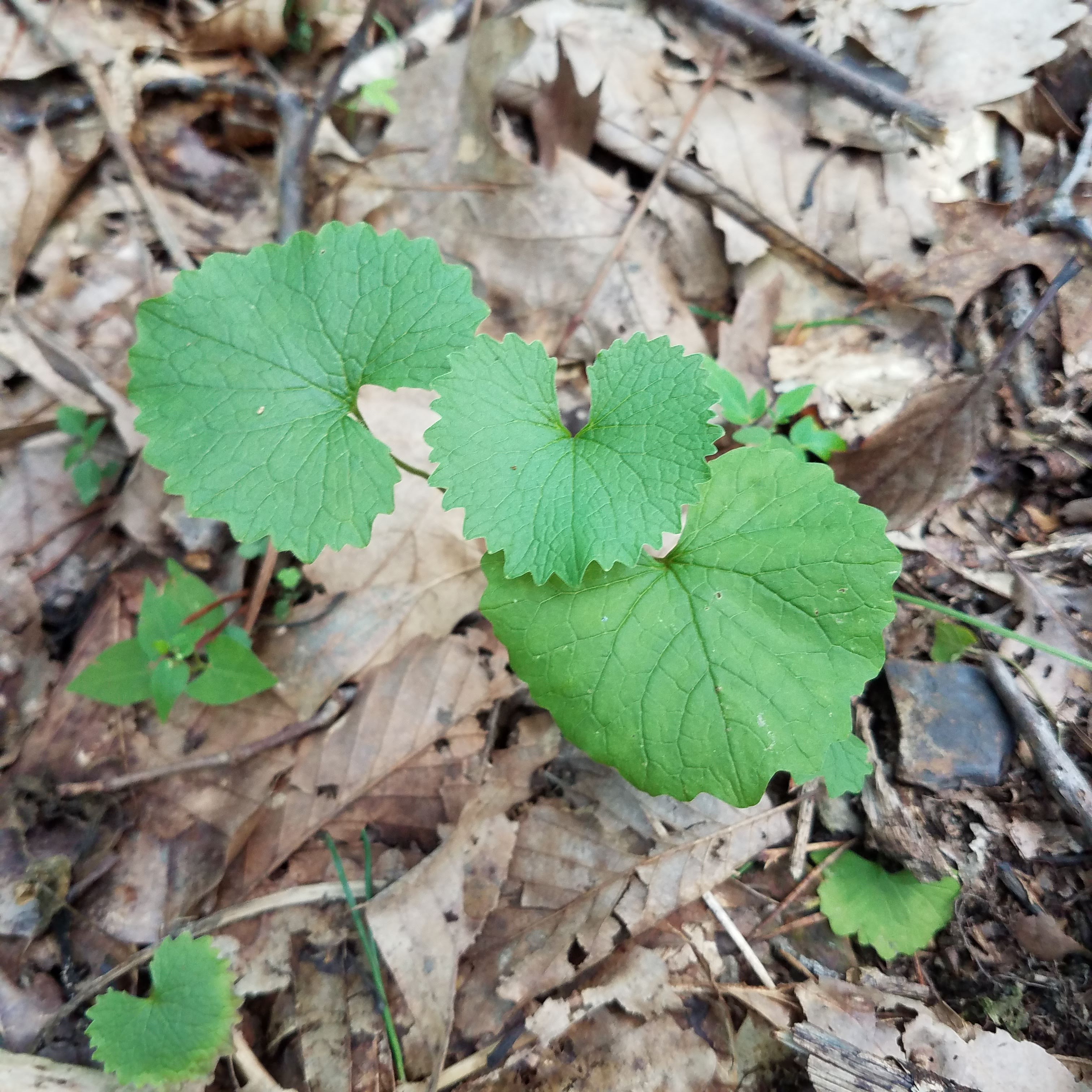 Garlic mustard