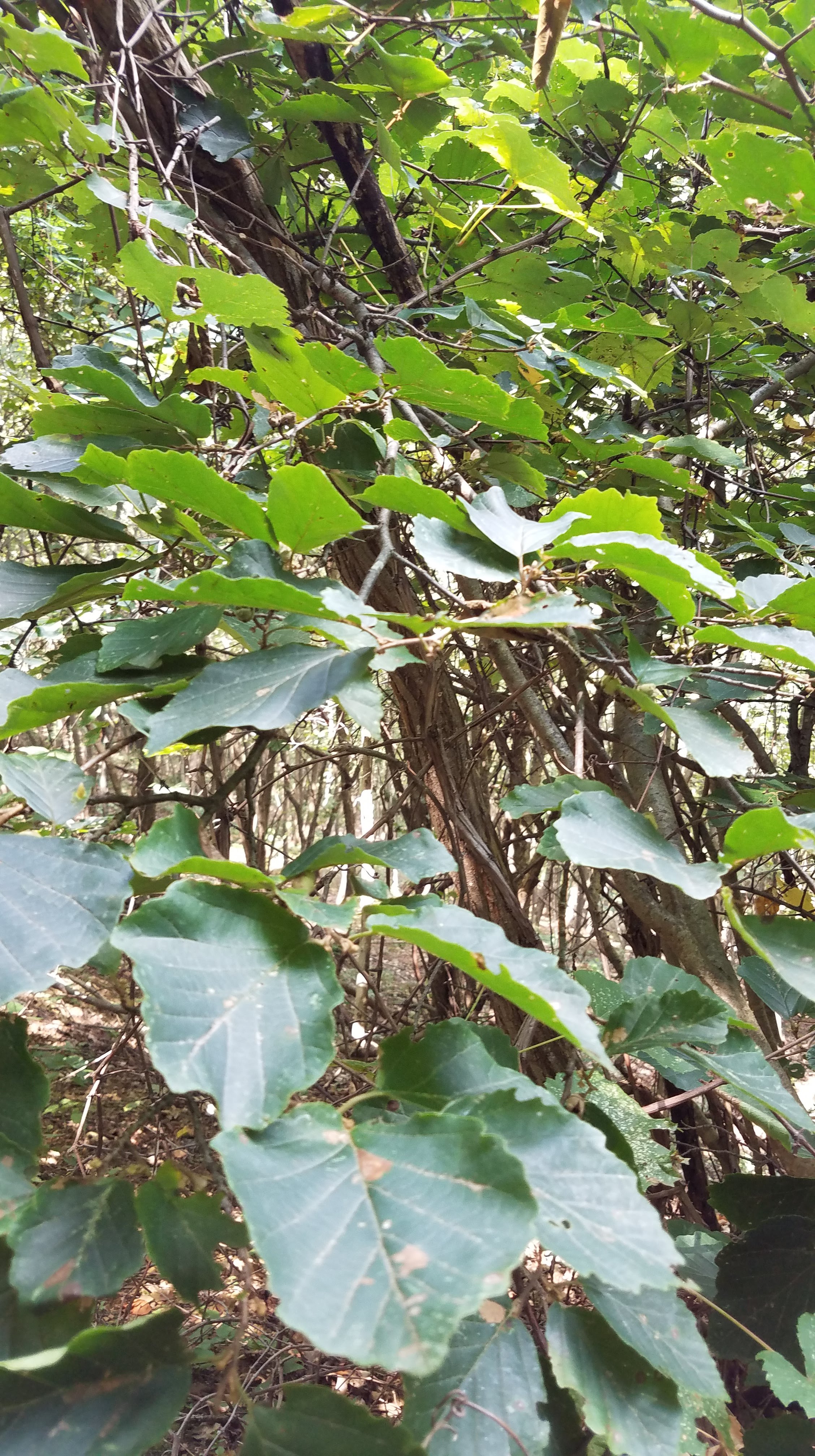 Wait, isn't this hazelnut?