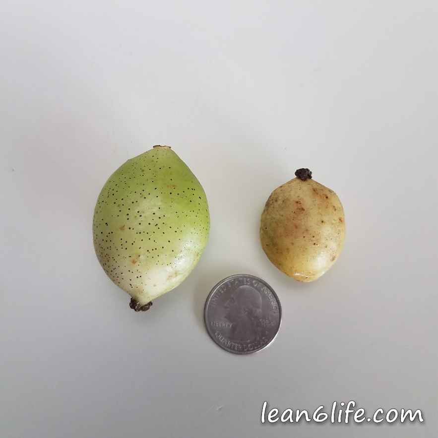 Mayapples are small! Quarter included for scale.