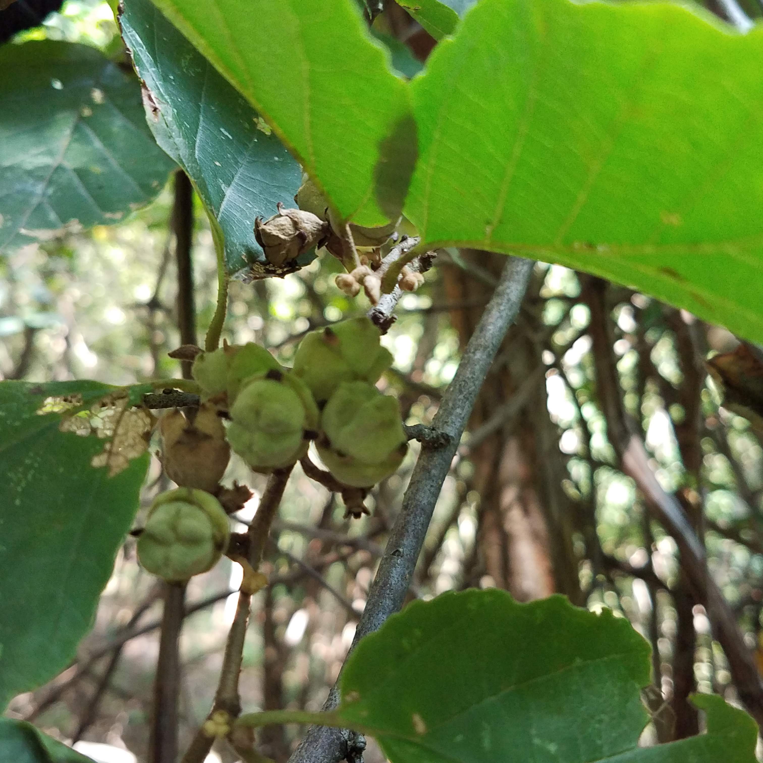 Not hazelnut - witch-hazel!