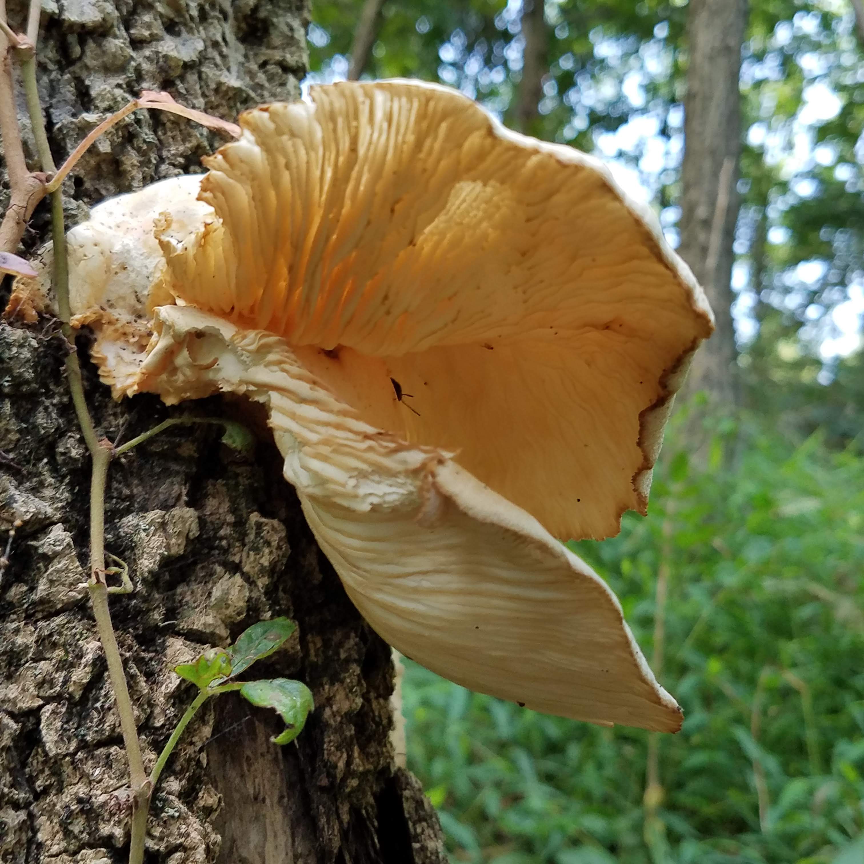 The gills of the oyster mushrooms