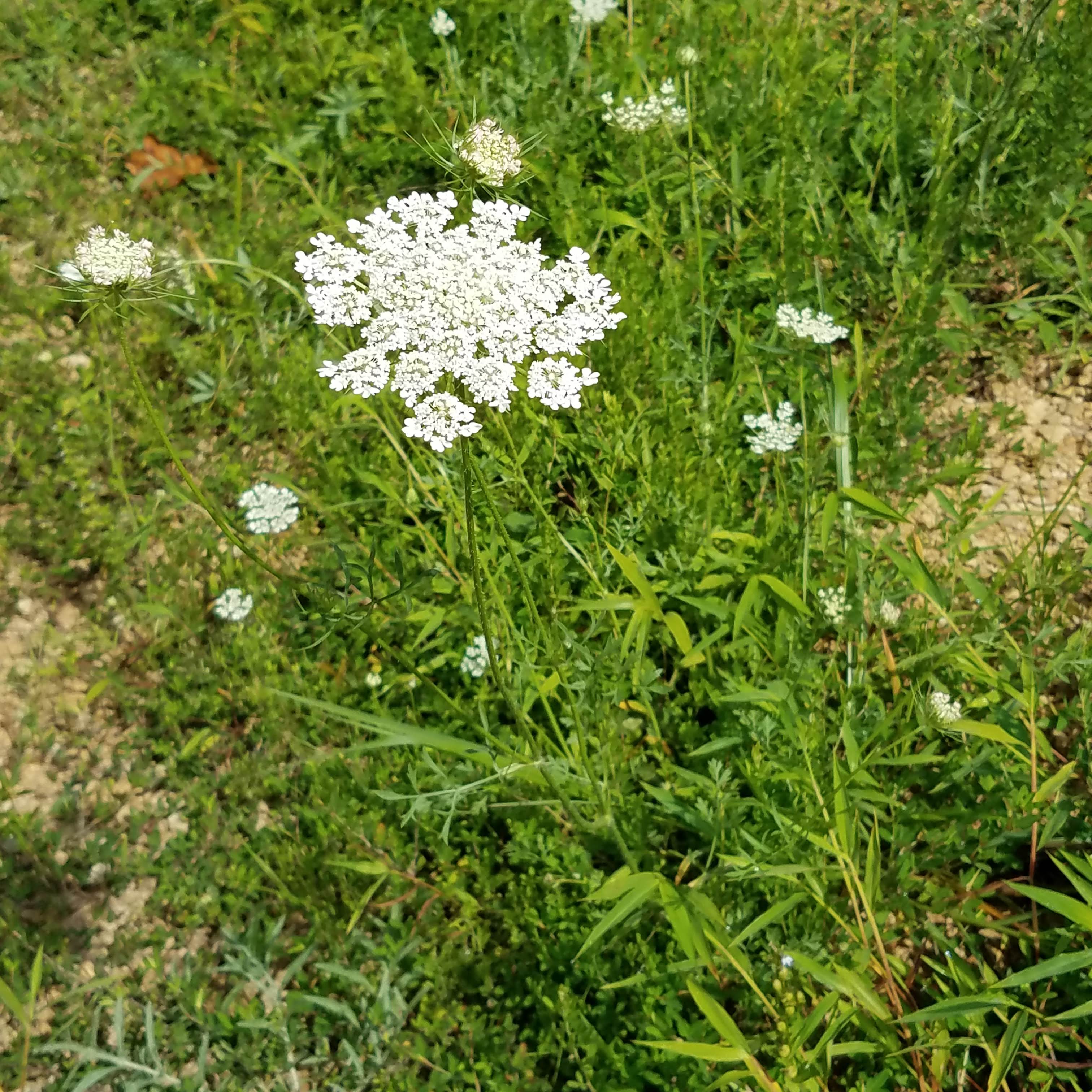 Queen Anne's lace