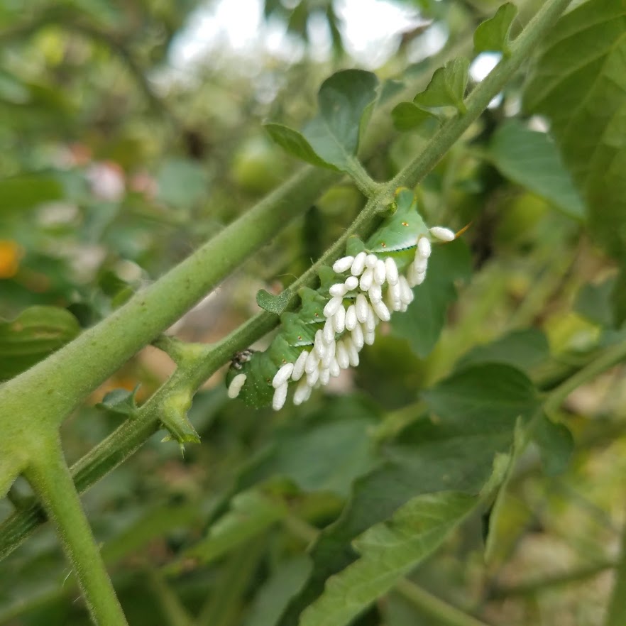 Tomato horn worm caterpillar taken out by natural predators