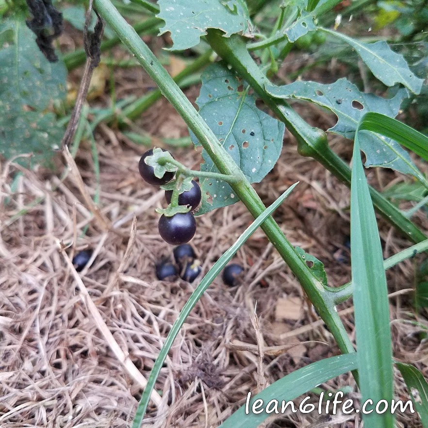 Only pick the ripest, blackest berries 