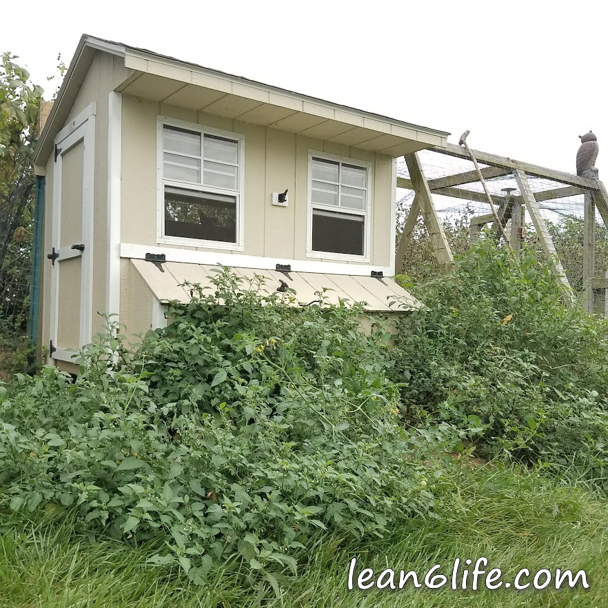 Black nightshade forest in front of the chicken coop