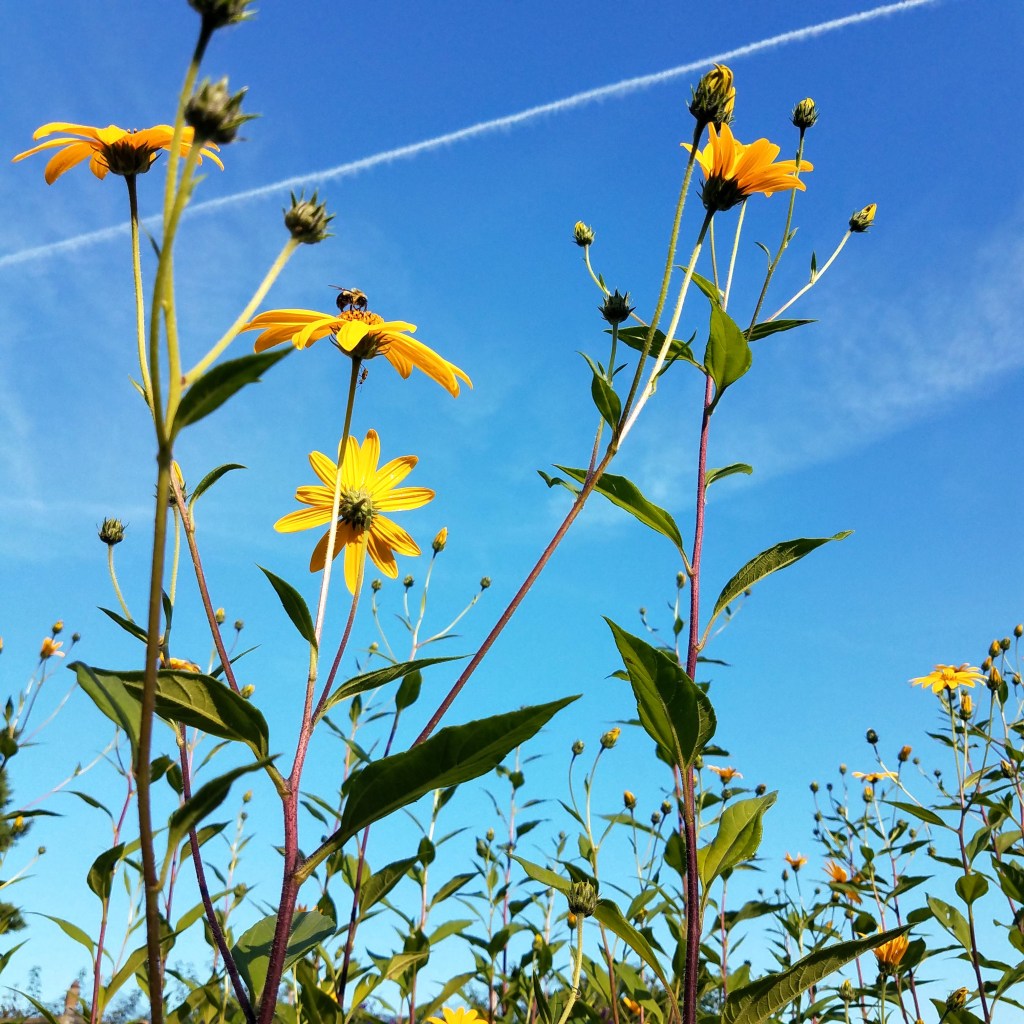 Jerusalem artichokes, aka sunchokes, in bloom