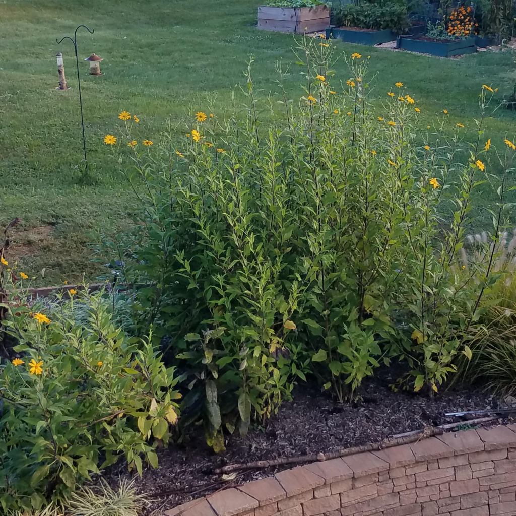 Jerusalem artichokes - beautiful edible landscaping