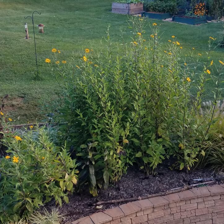 Native flora and abundant food - sunchokes in my edible landscaping