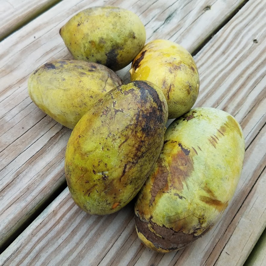 Aren't ripe pawpaws beautiful?