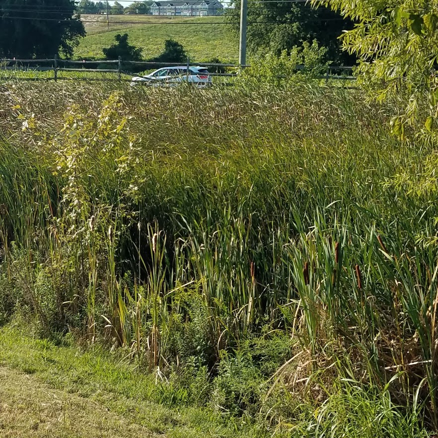 Fenced off surburban cattails in a shopping center parking lot drainage area