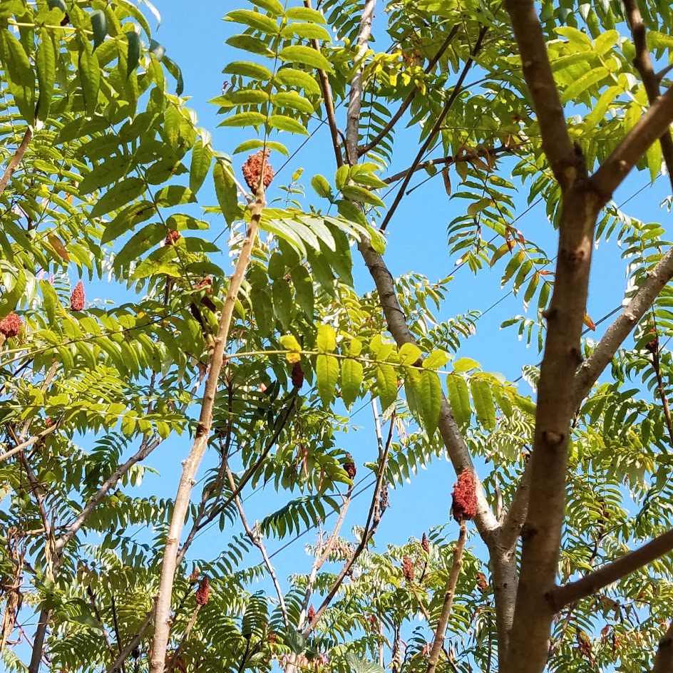 The staghorn sumac drupes, taunting me from overhead