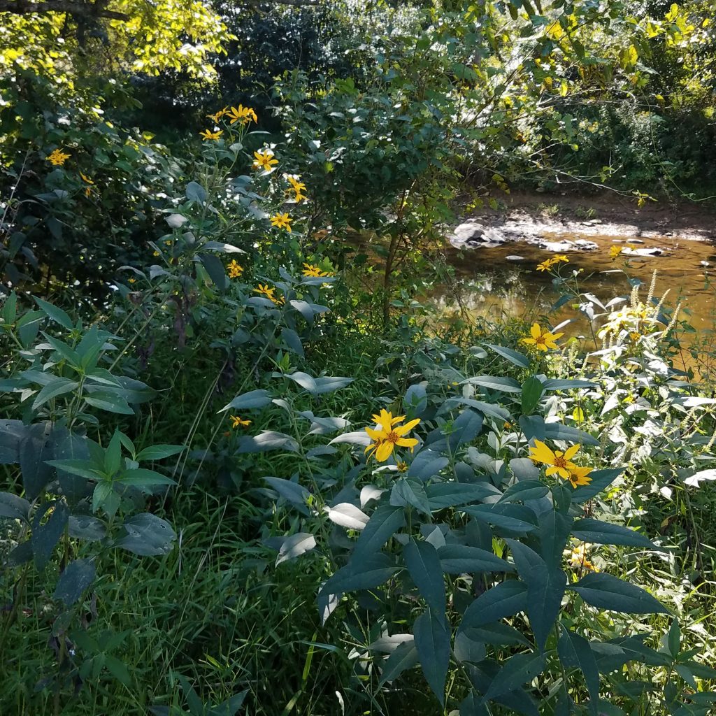 Wild Jerusalem artichokes