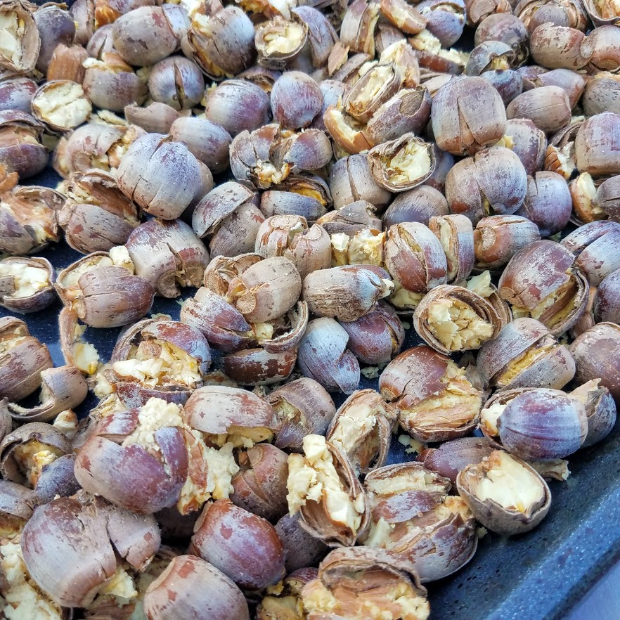 Such fun, separating acorns from their shells