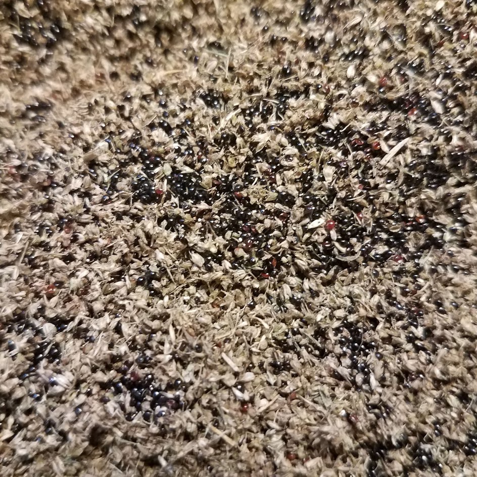 Winnowing removes the inedible chaff from the shiny round seeds