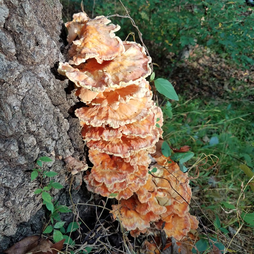 Look at all those chickens!