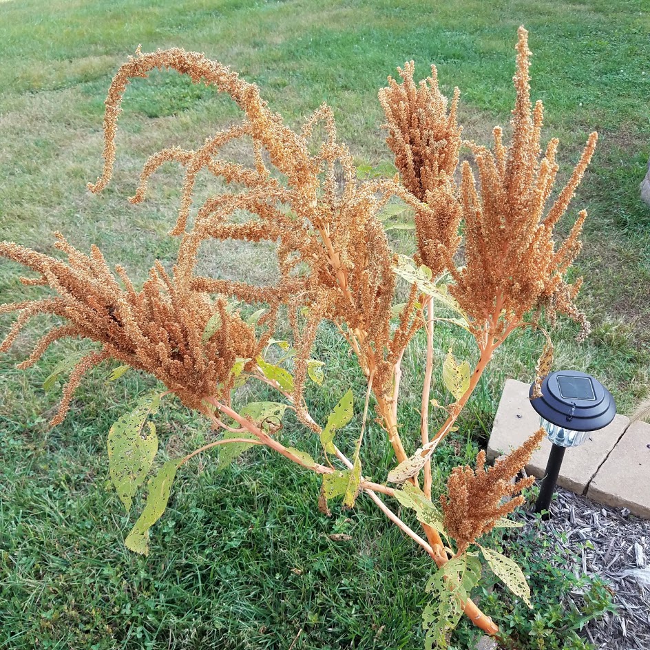 Golden amaranth in the fall. It should have grown much taller, but it is still beautiful.