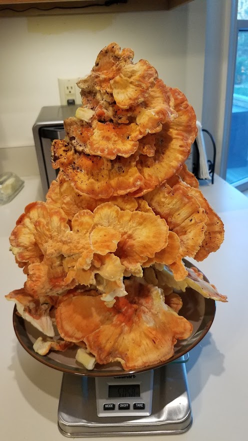 A five pound tower of chicken of the woods