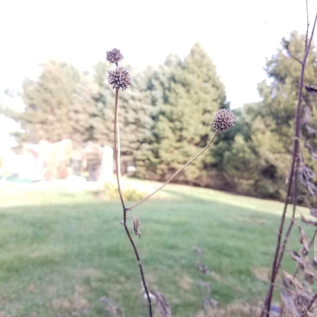 Dead sunchoke flowers marking tasty treasures below