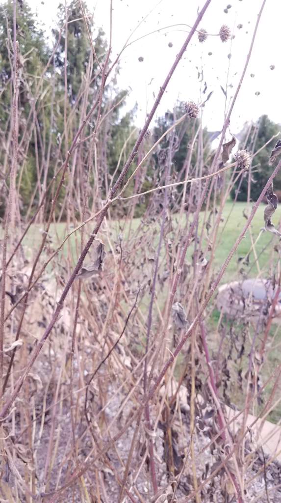 Sunchoke leaves, stems and flowers after a cold spell