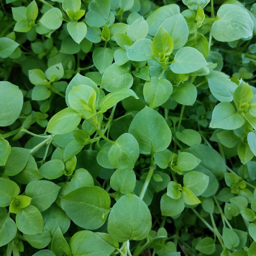 Sweet, crunchy chickweed