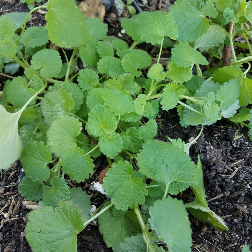 Not-yet-purple dead nettle